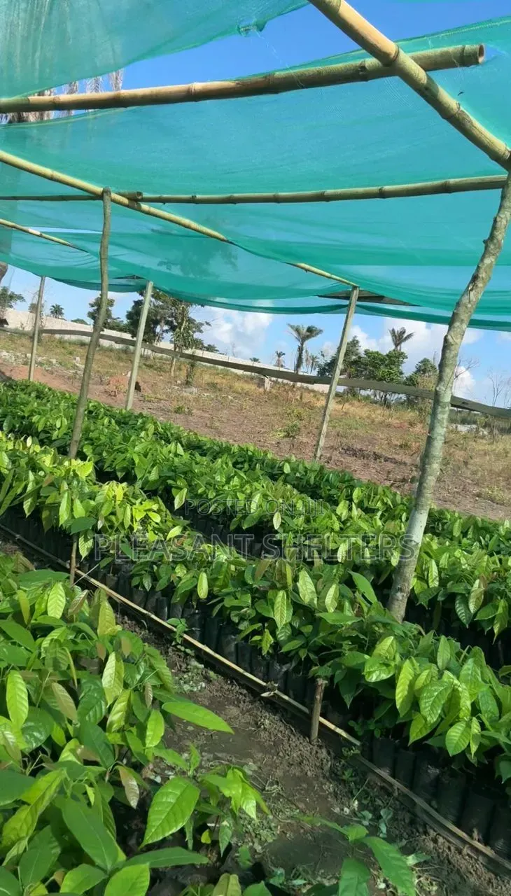 Coa Republiq - Cocoa Farmland For Sale