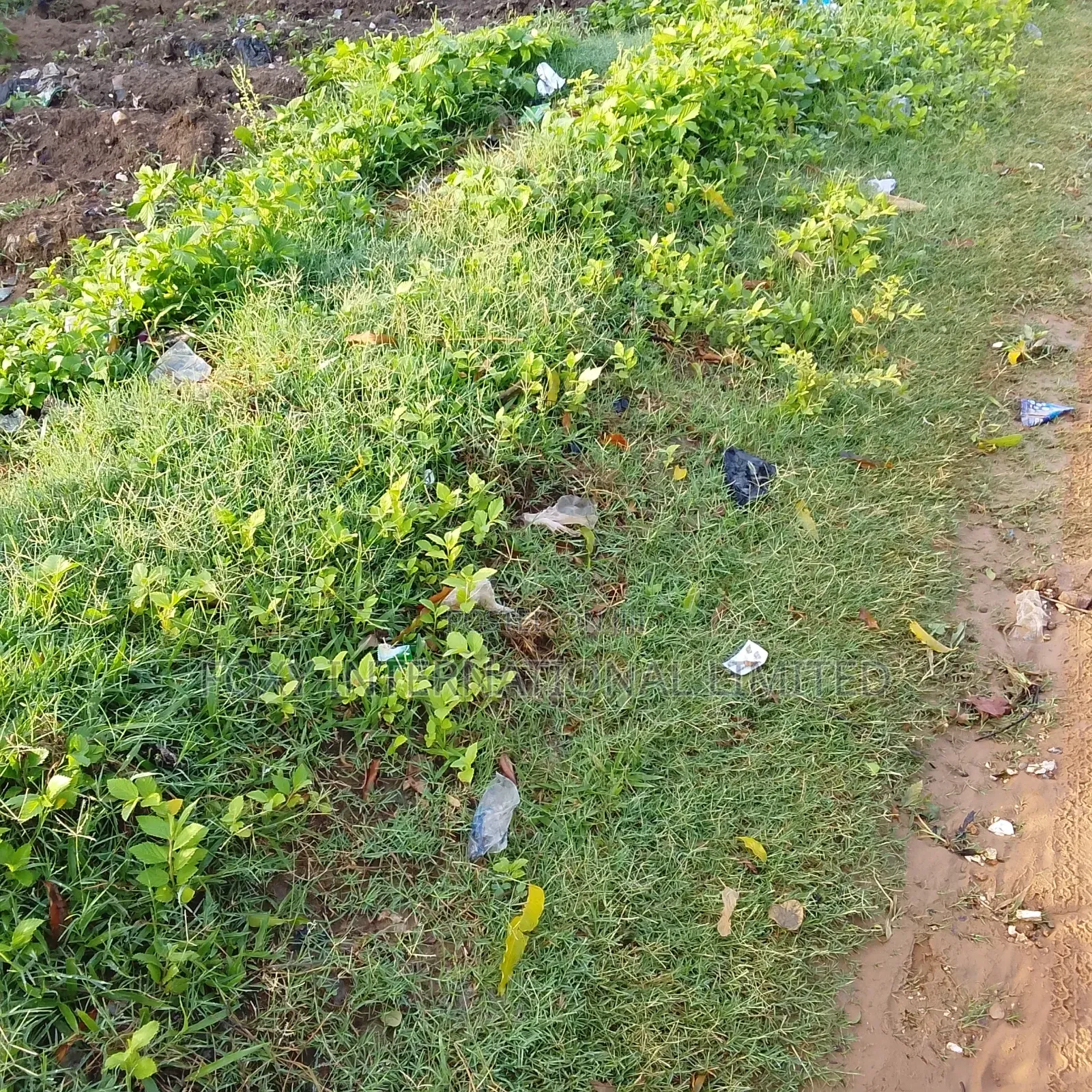 Wasa 50 Hectares Land