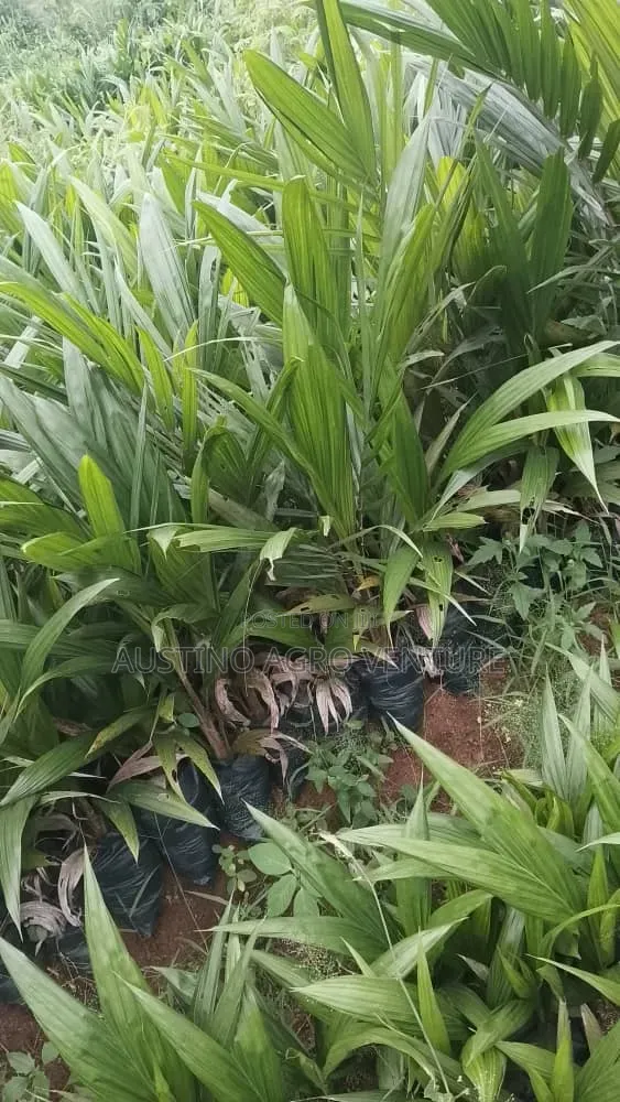 Hybrid Palm Seedlings