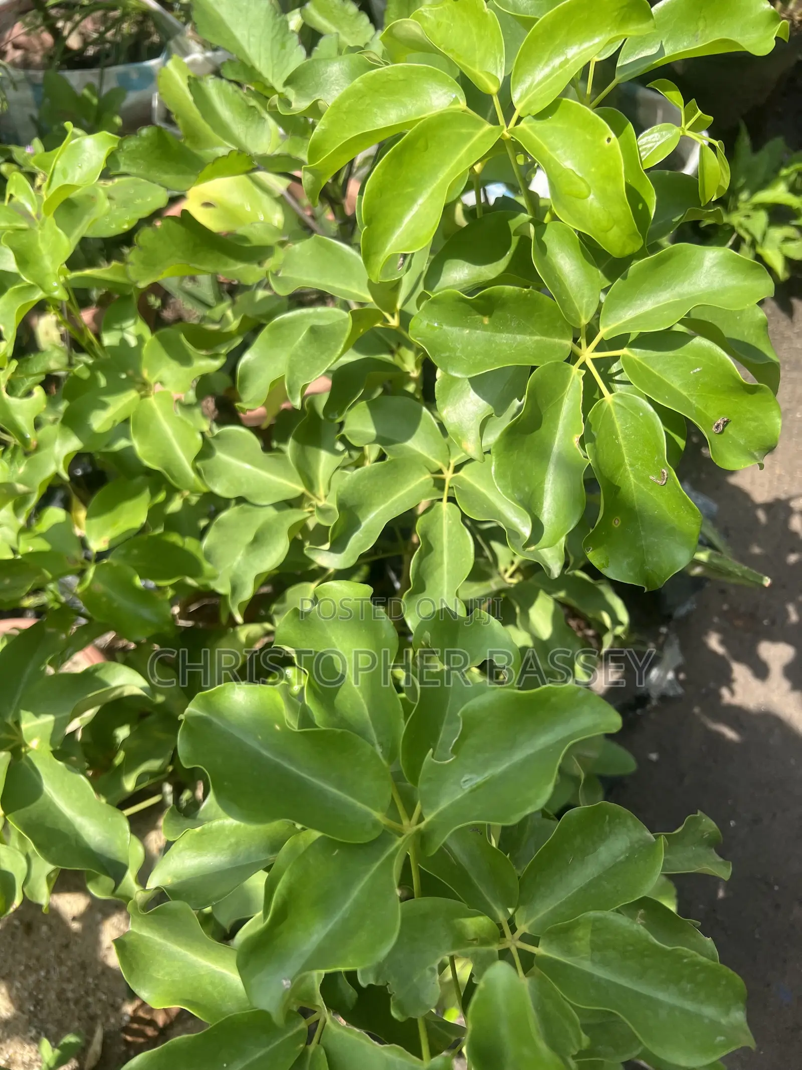 Dwarf Umbrella Tree