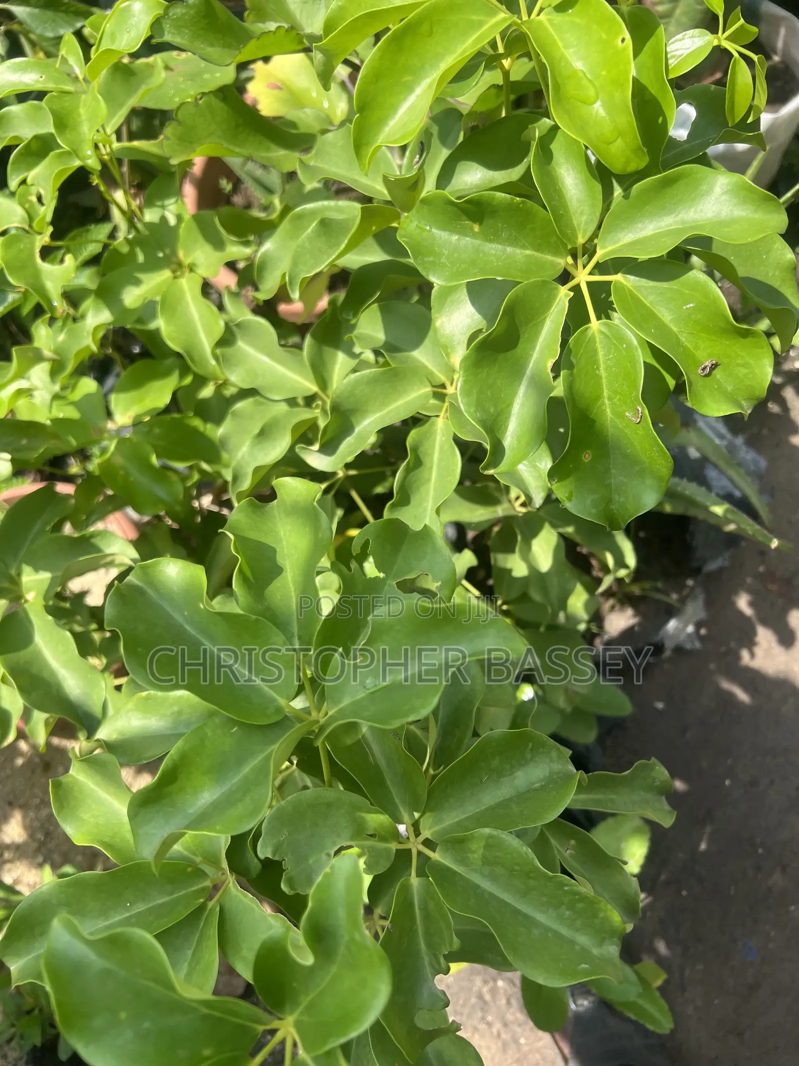 Dwarf Umbrella Tree
