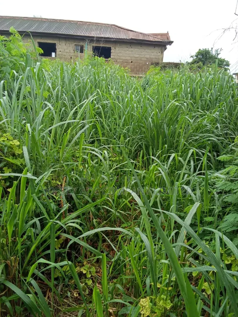 A Full Plot of Land
