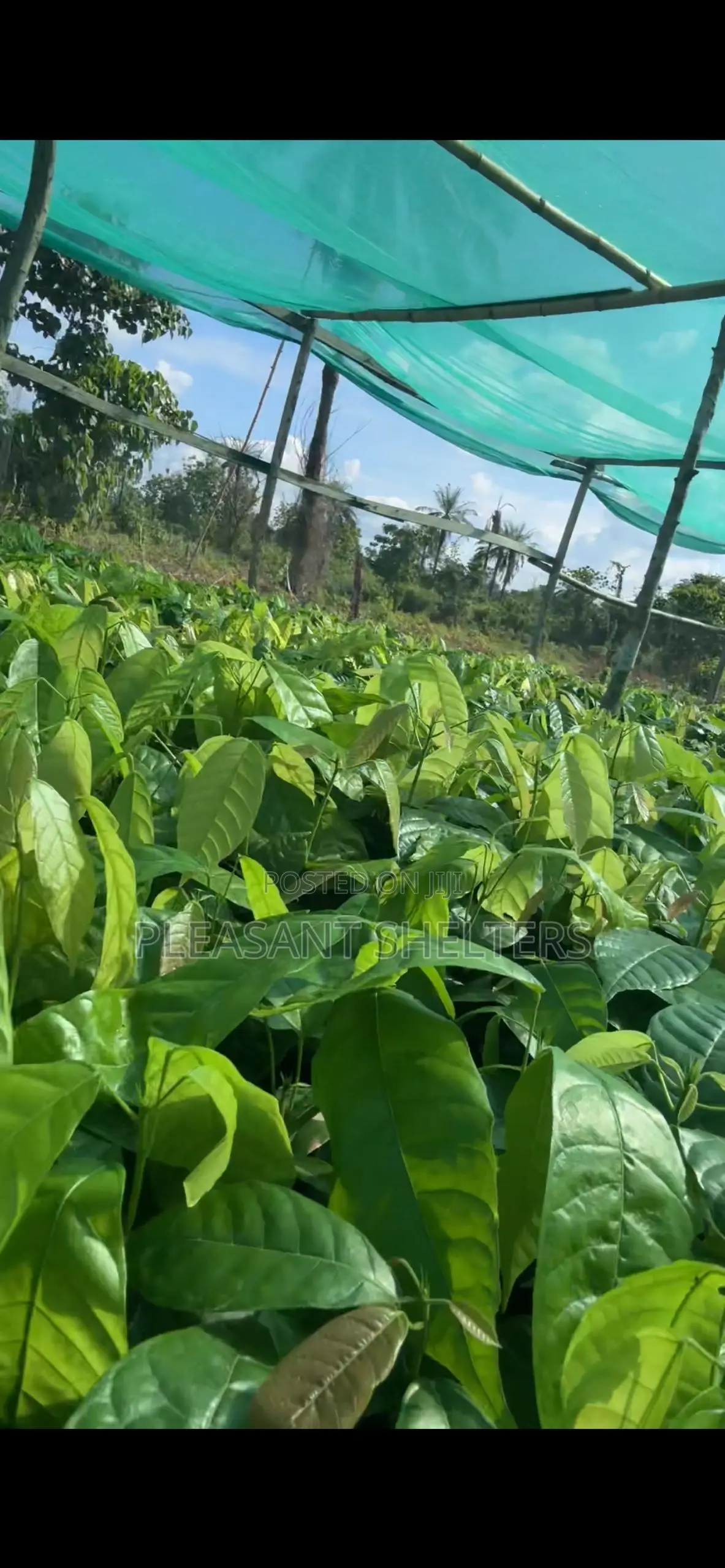 Coa Republiq - Cocoa Farmland For Sale