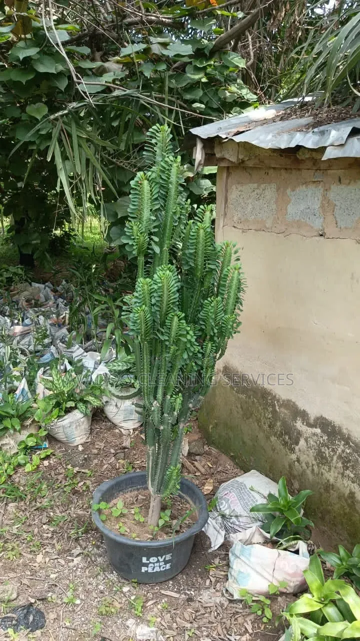 Gardening and Landscaping Services