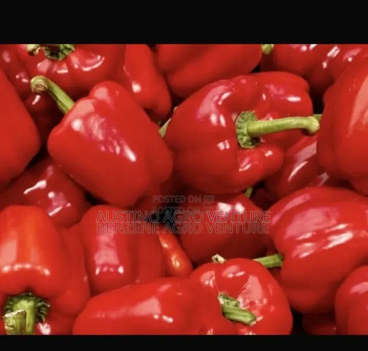 Hybrid Pepper Seed