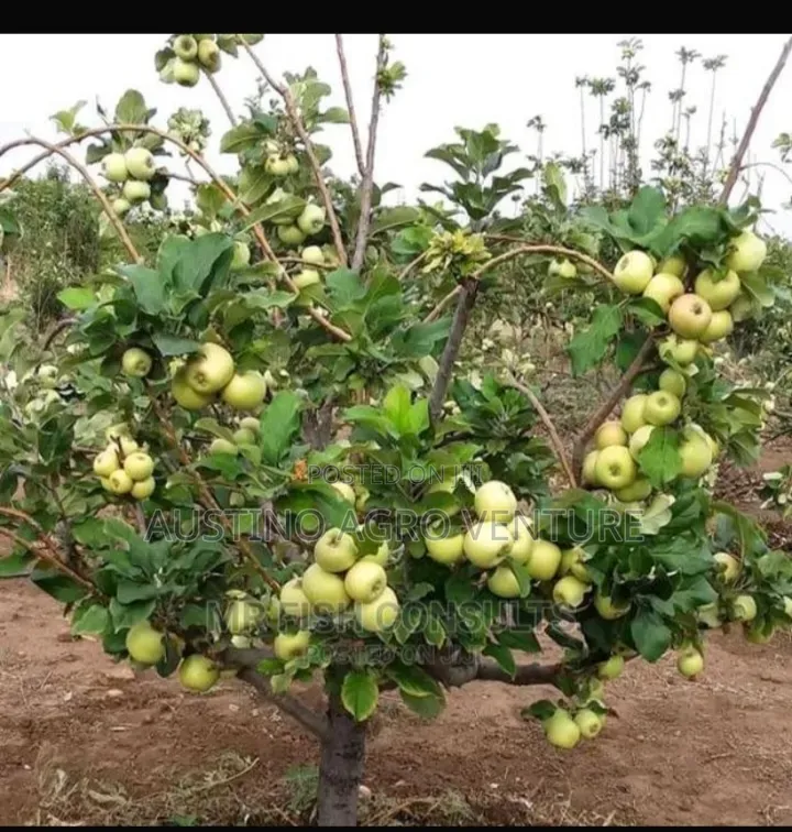 Dwarf Hybrid Apple Seedlings
