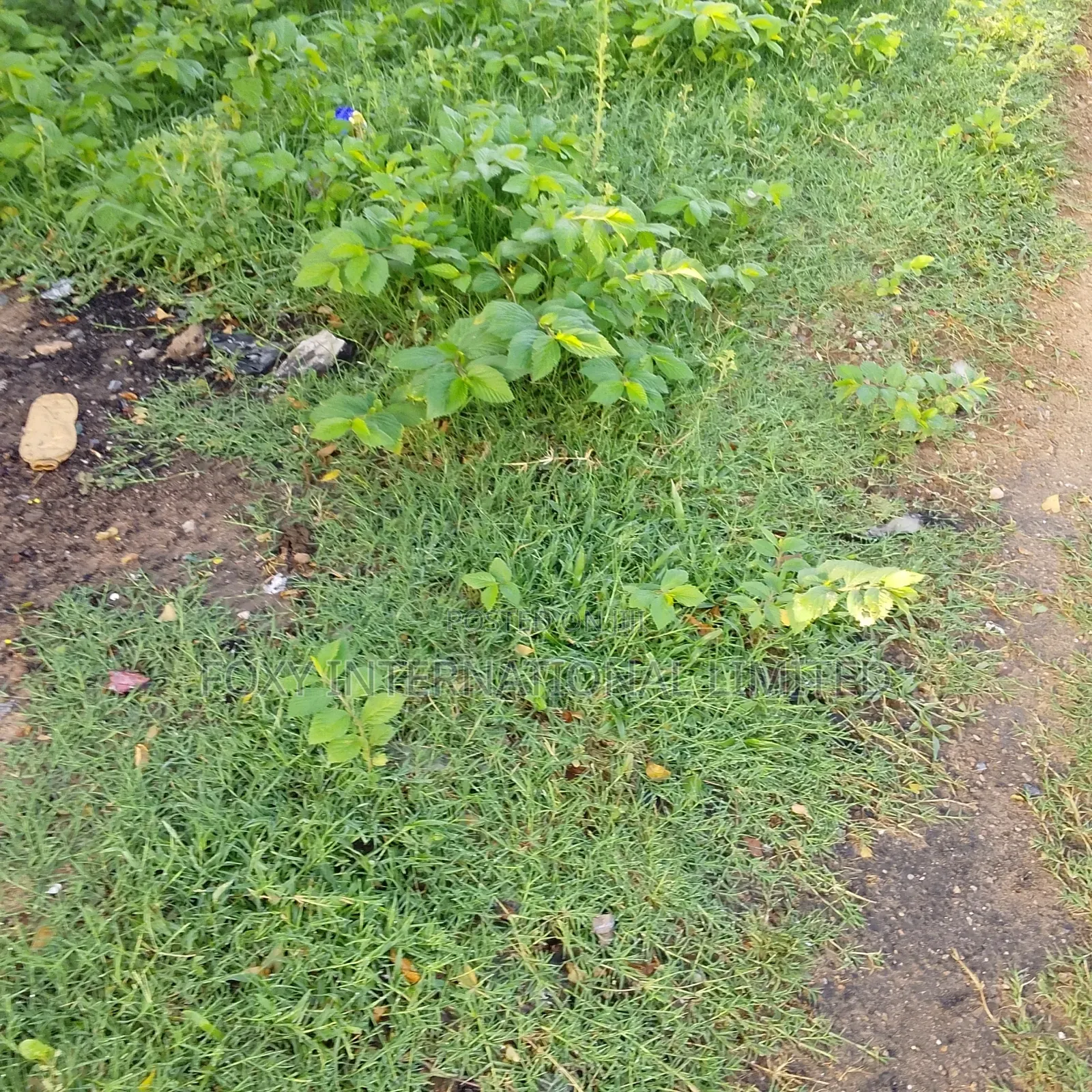 150 Hectares at Apo Wasa