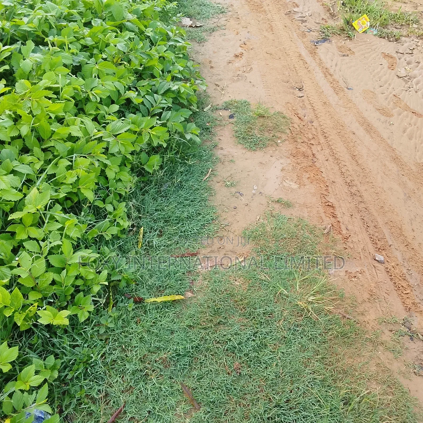 65 Hectares Land at Wasa