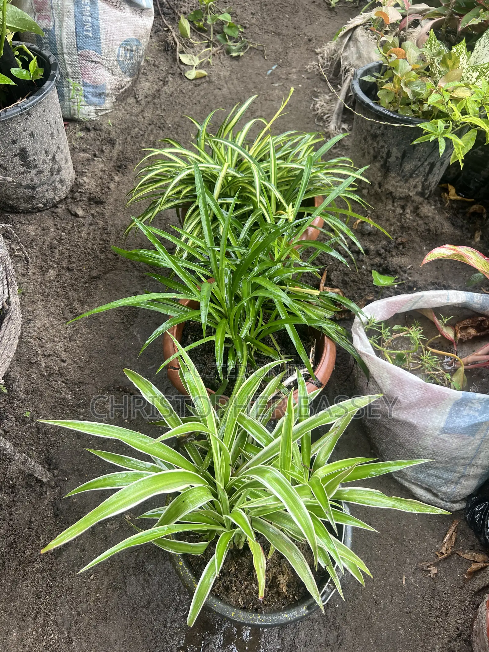 Variegated Spider Plants (Chlorophytum Comosum).