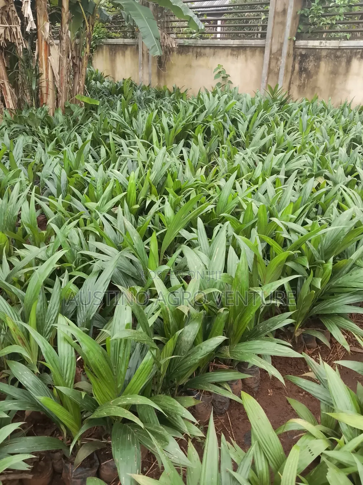 Pure Malaysia Supergen Palm  Seedlings
