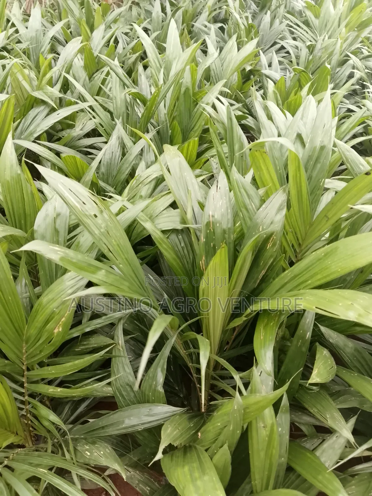 Pure Malaysia Supergen Palm  Seedlings