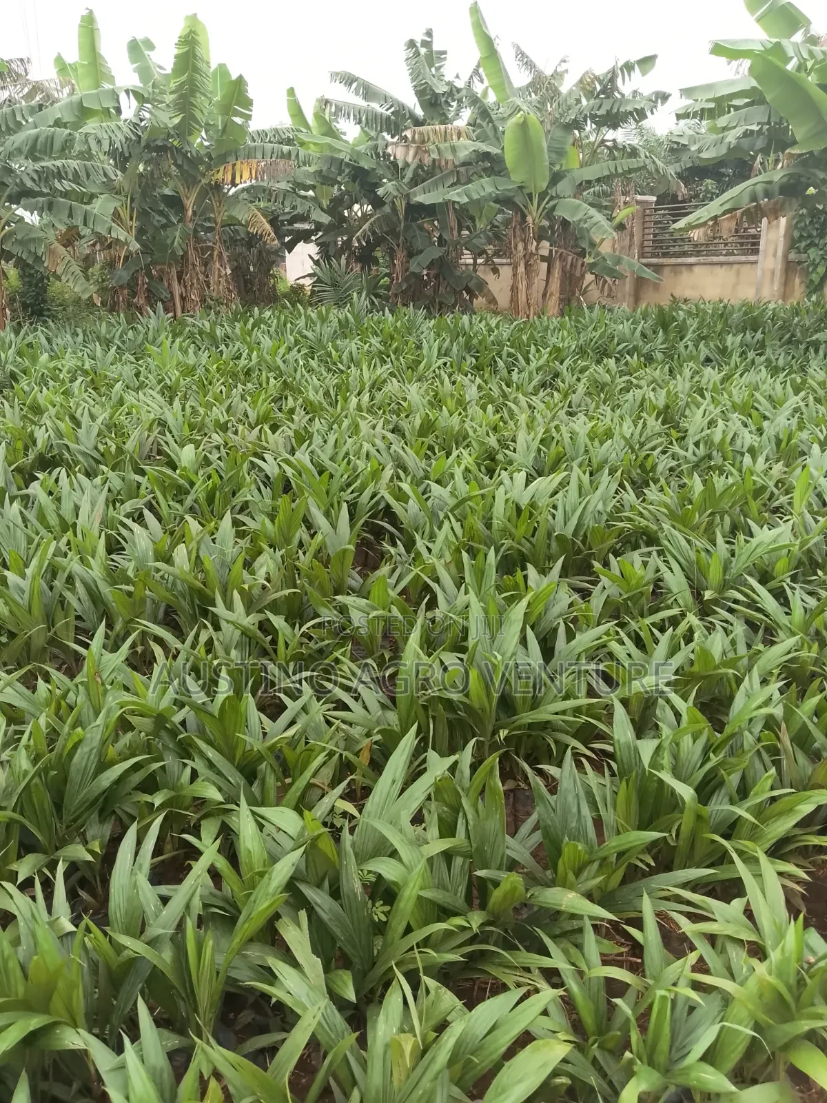 Pure Malaysia Supergen Palm  Seedlings