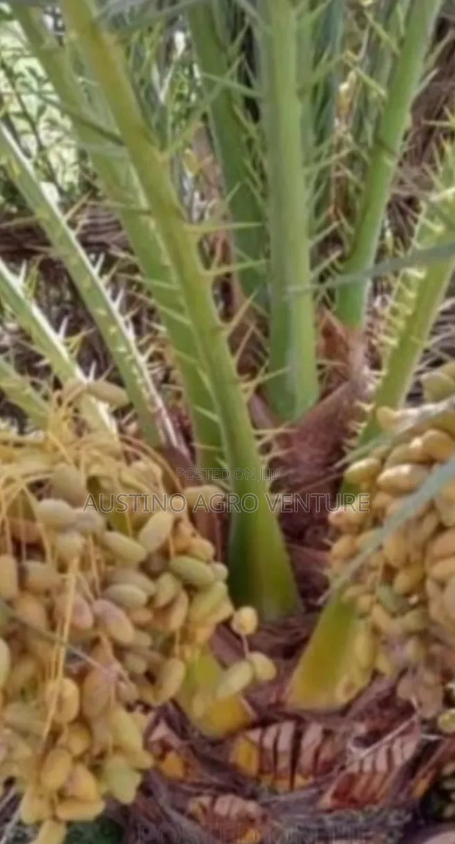Date Palm Seedlings