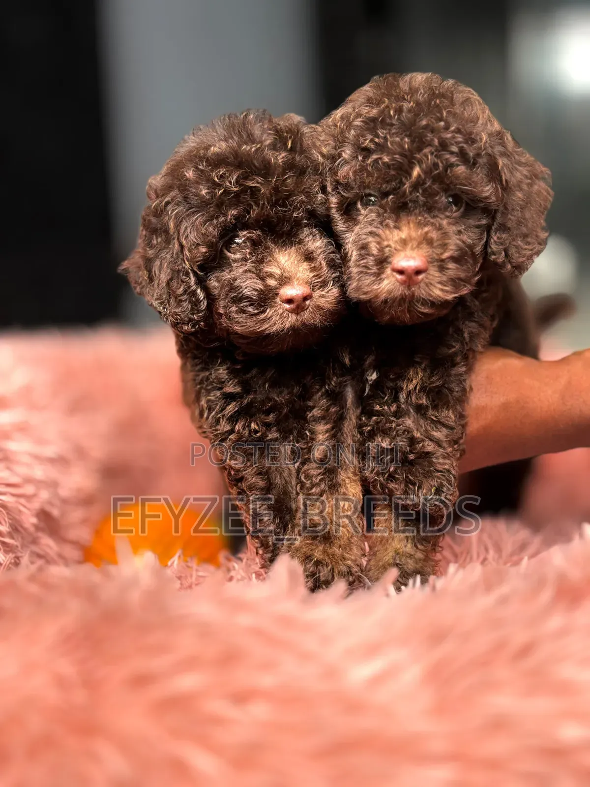 1-3 months Male Purebred Poodle