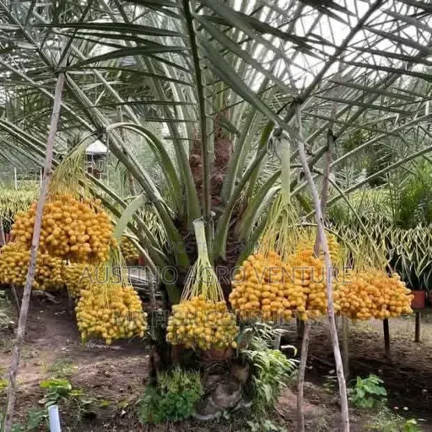 Date Palm Seedlings