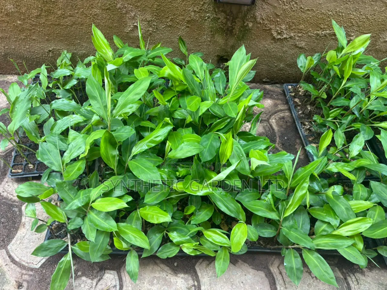 Organic Tumeric Seedlings