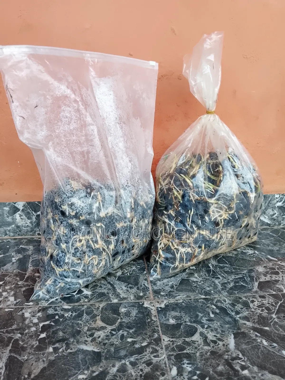Pure Malaysia Supergen Seeds