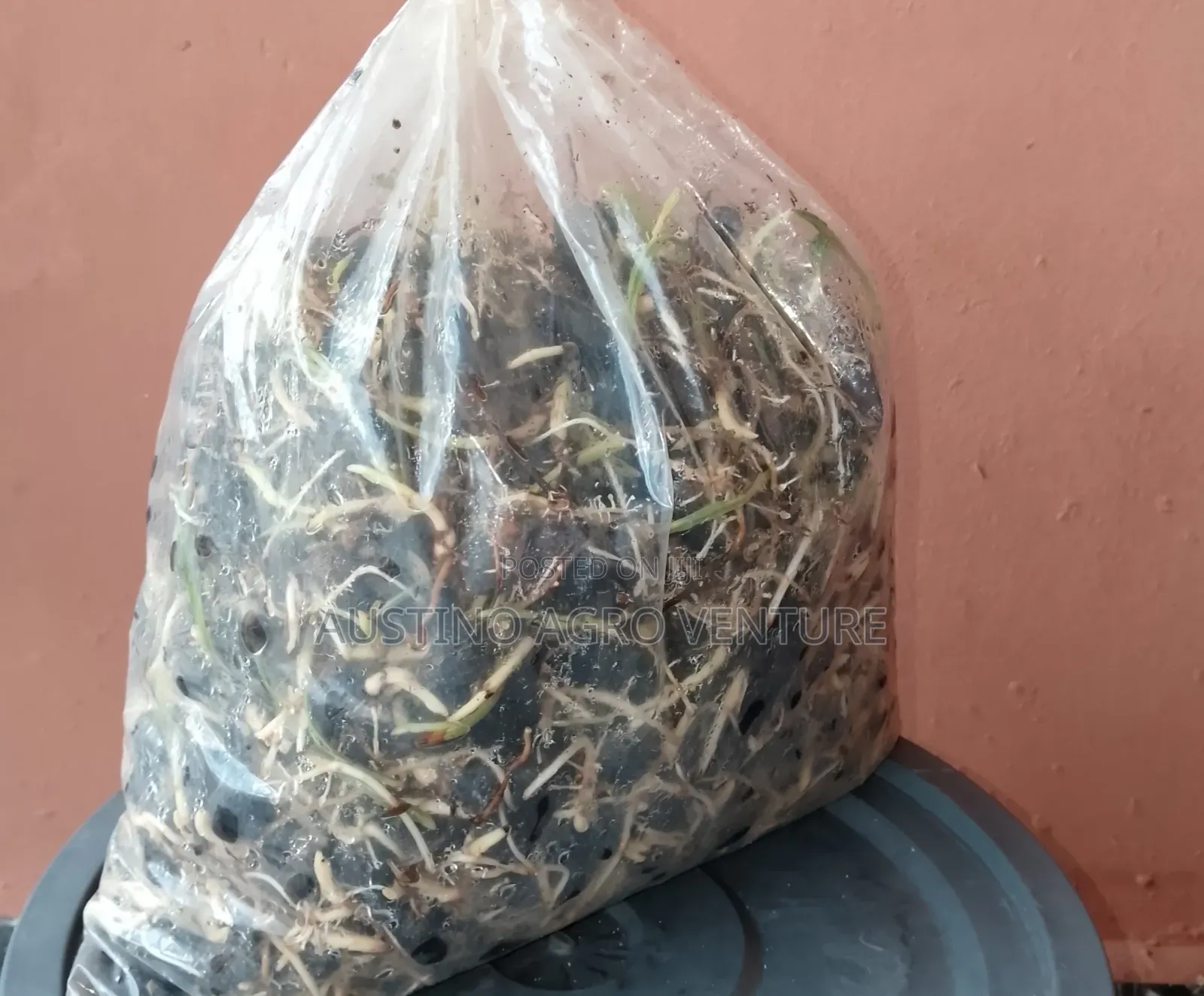 Pure Malaysia Supergen Seeds
