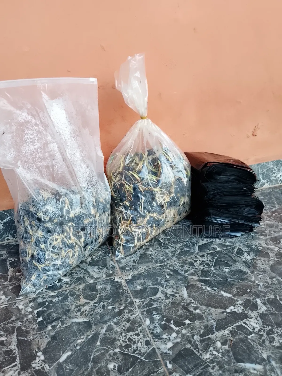Pure Malaysia Supergen Seeds