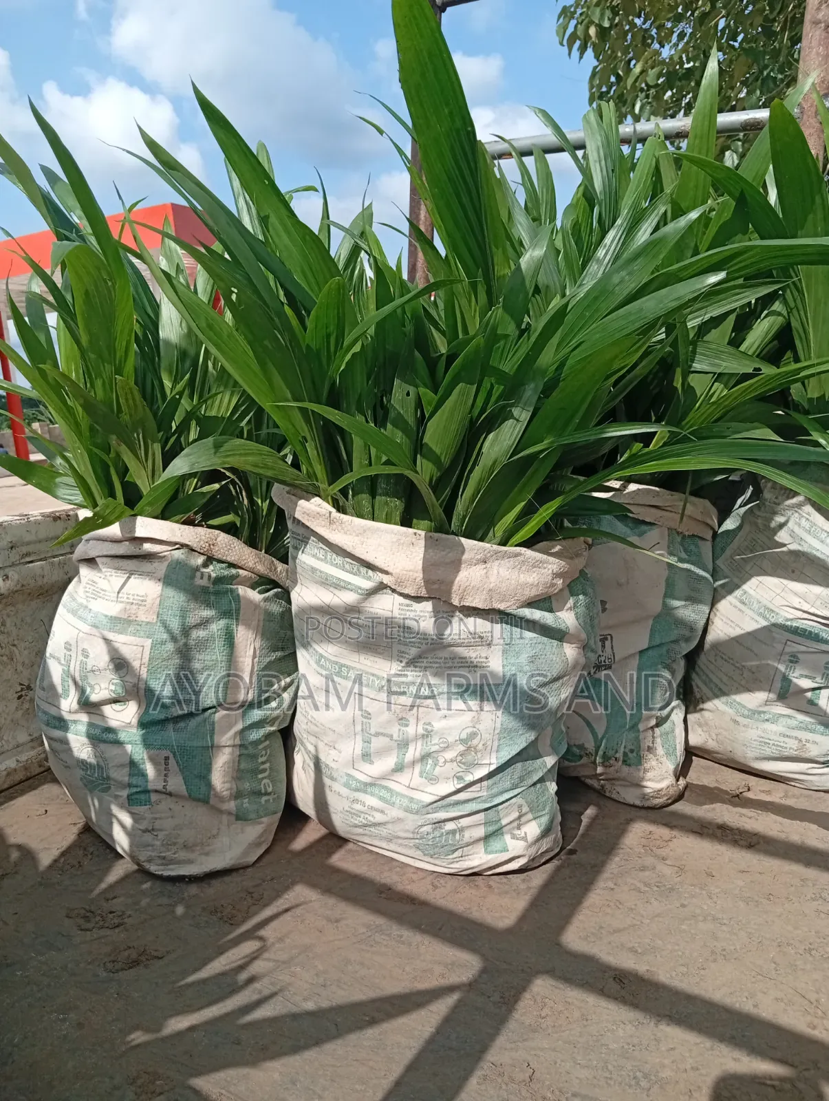 Tenera Hybrid Palm Oil Seedlings