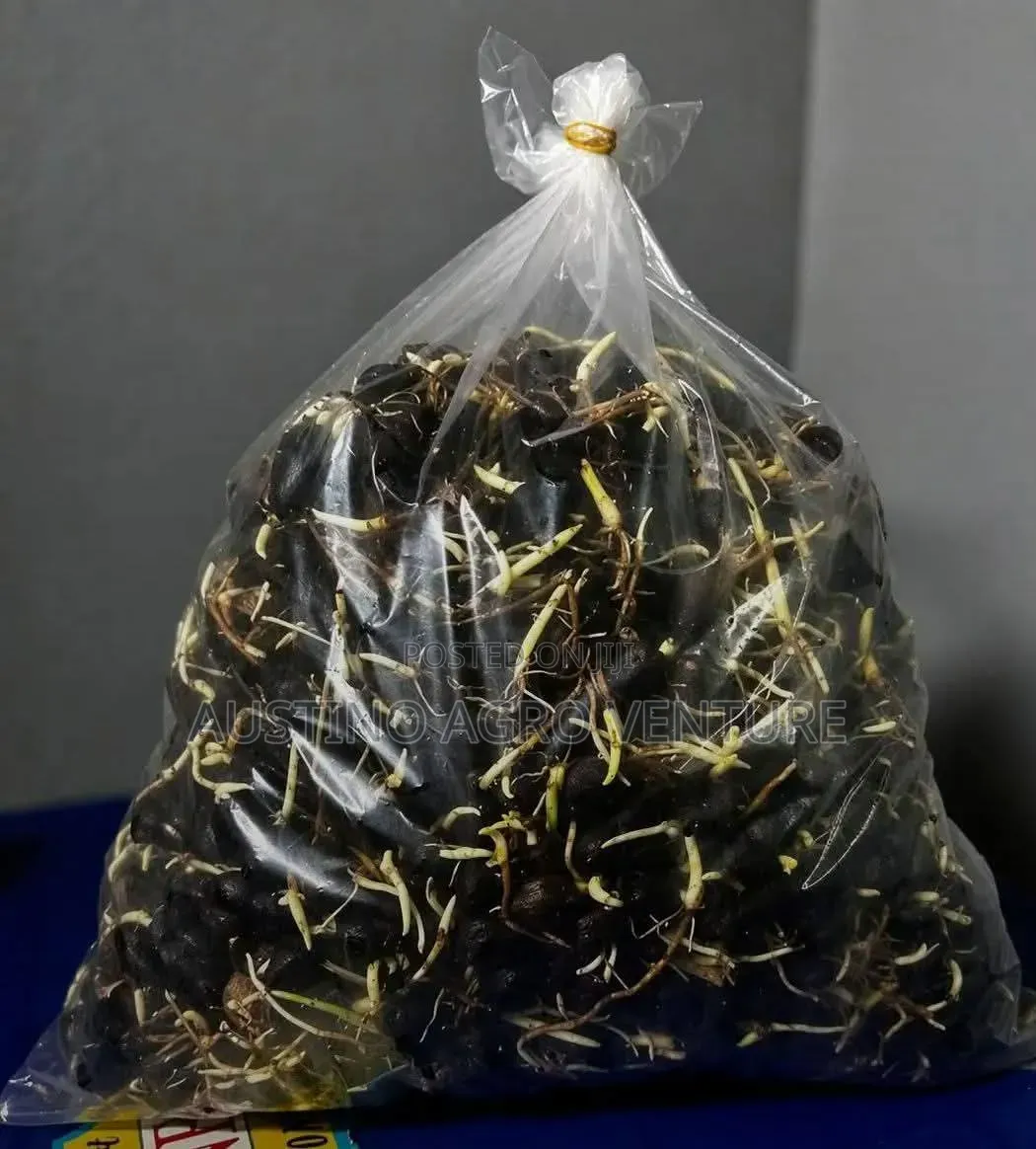 Pure Tenera Oil Palm Seeds