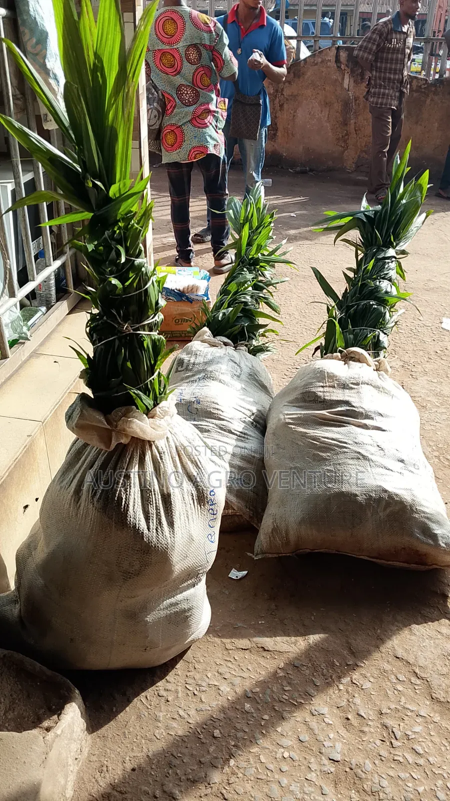 Malaysia Supergen Oil Palm Seedlings