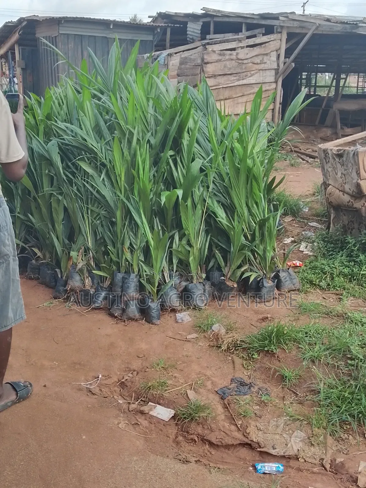 Malaysia Supergen Oil Palm Seedlings