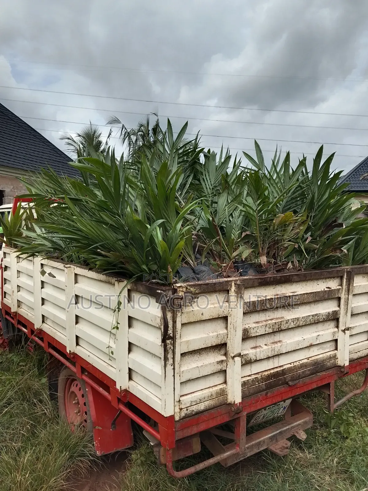 Malaysia Supergen Oil Palm Seedlings