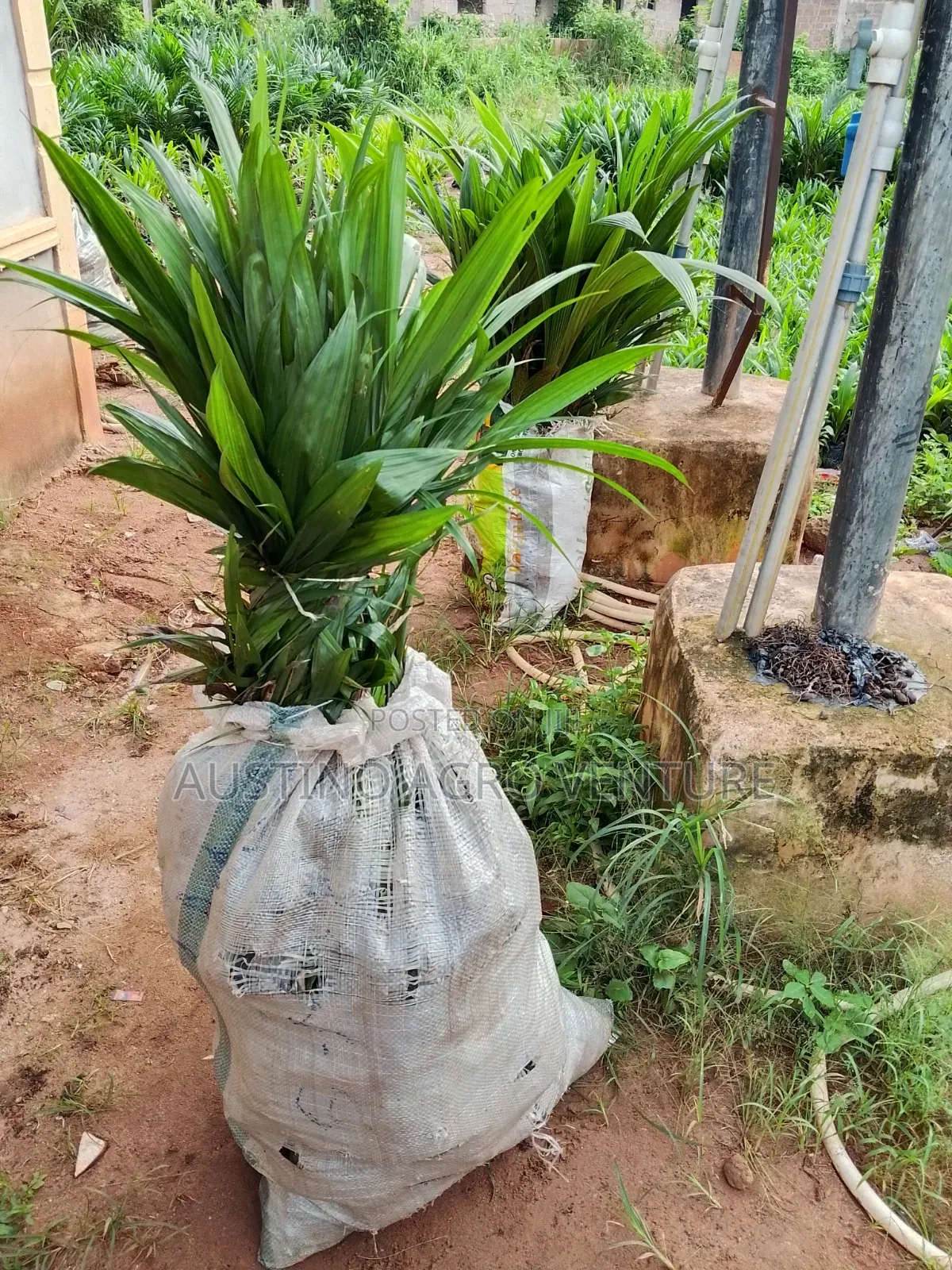 Malaysia Supergen Oil Palm Seedlings