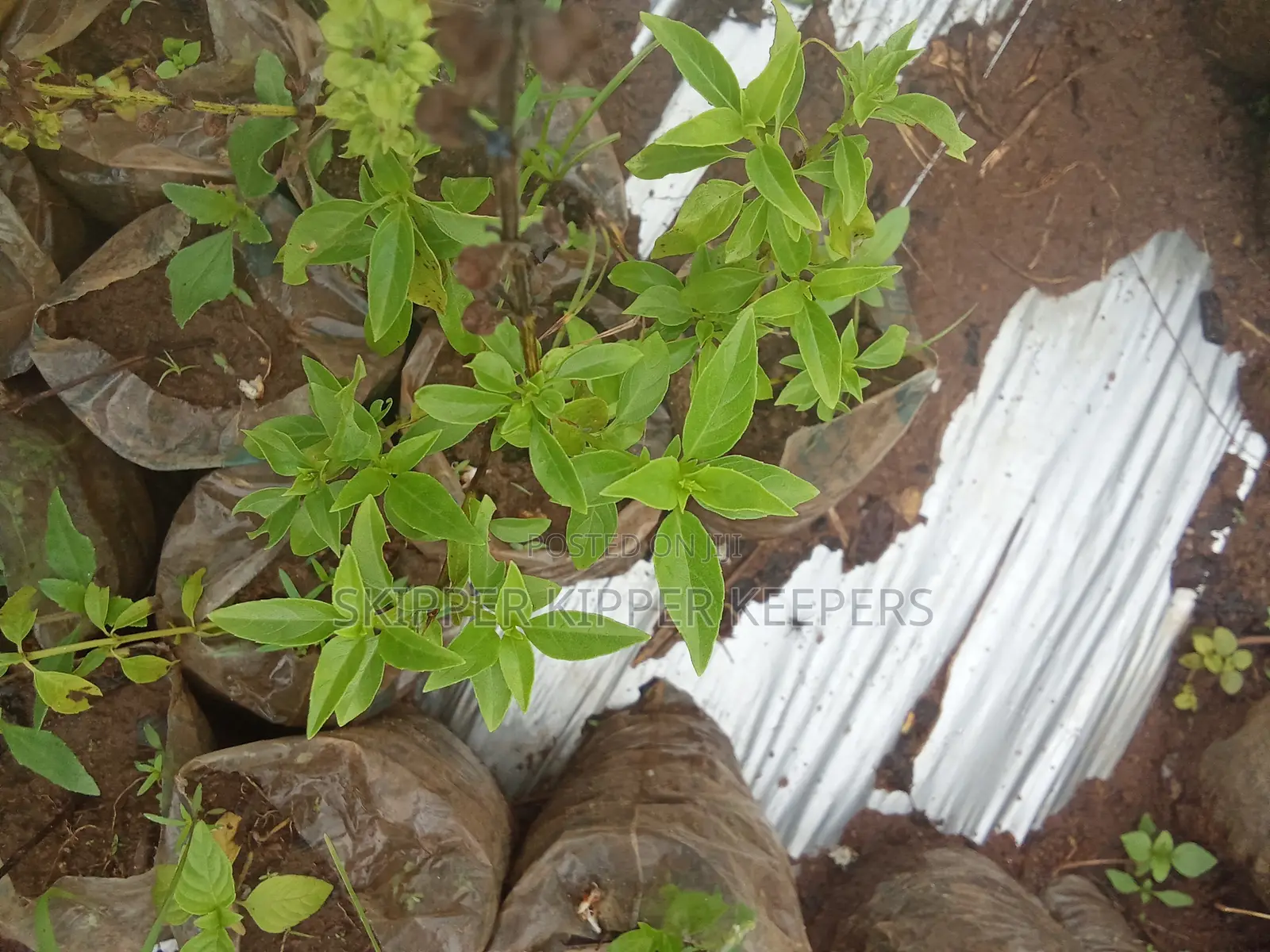 Lemon Basil