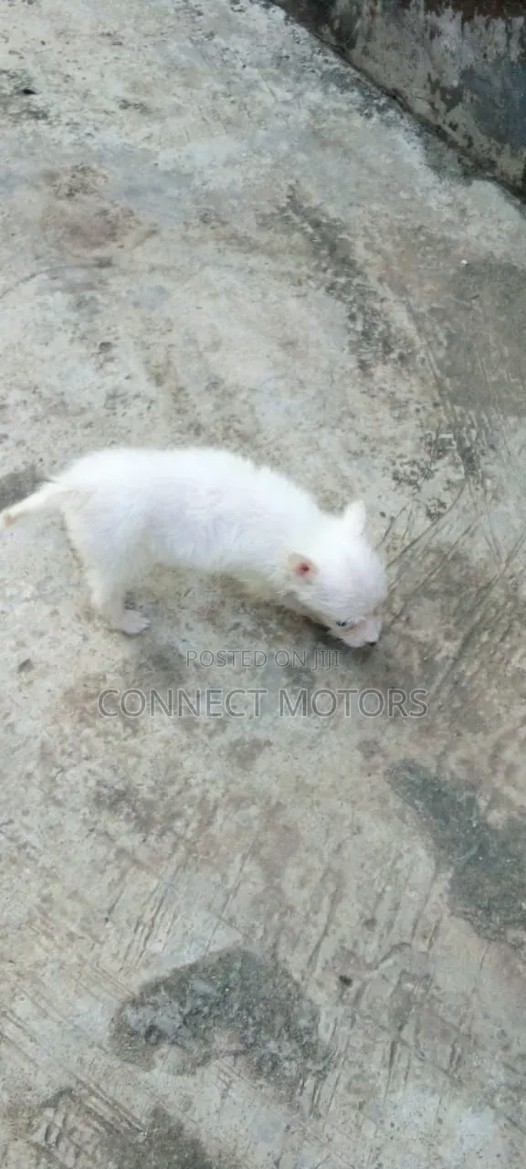 1-3 months Male Purebred American Eskimo