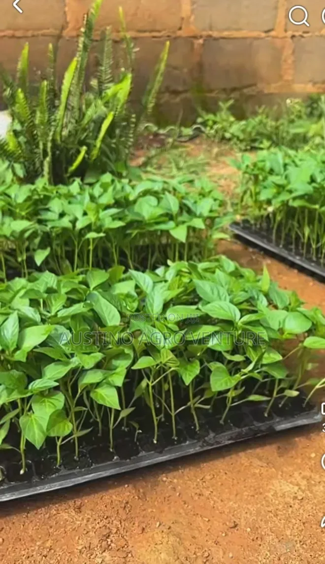 Farm Seed Tray 200 / 128