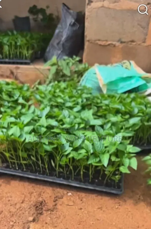 Farm Seed Tray 200 / 128