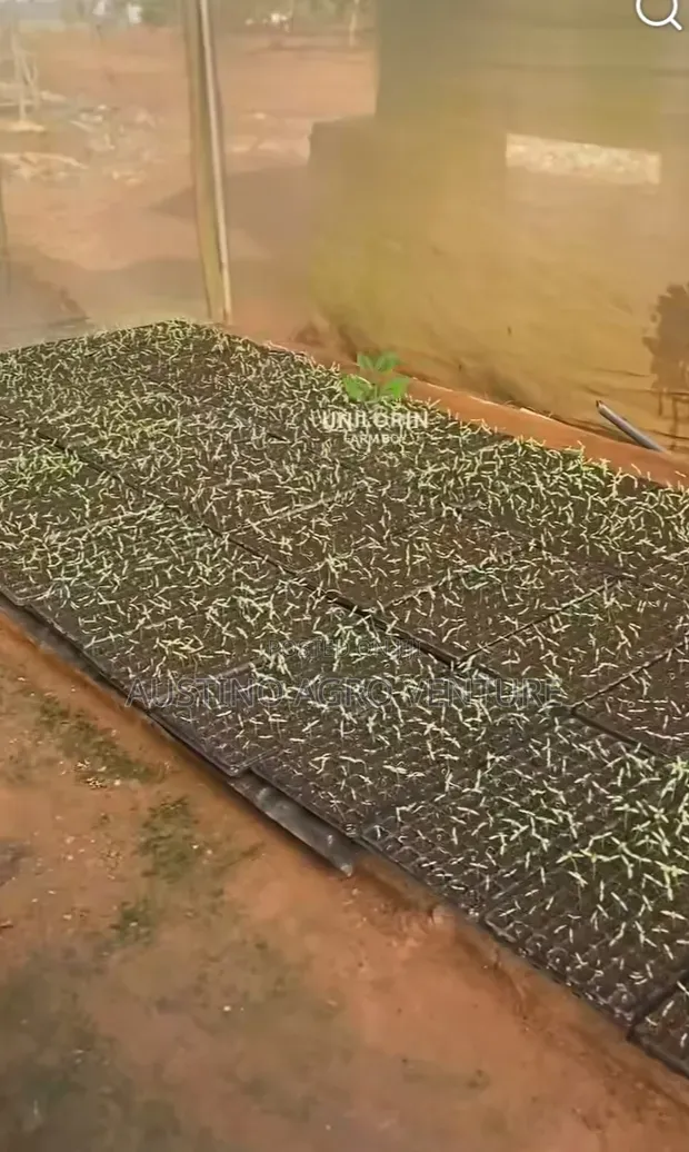 Farm Seed Tray 300 / 250 Holes
