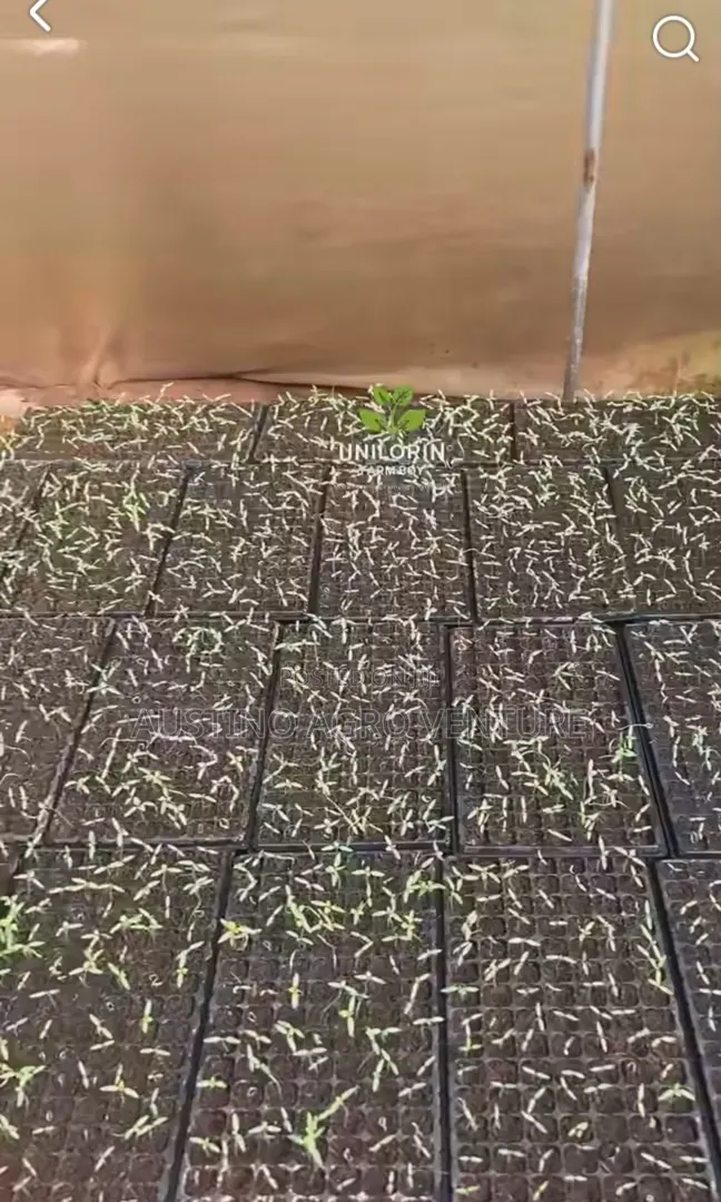 Farm Seed Tray 300 / 250 Holes
