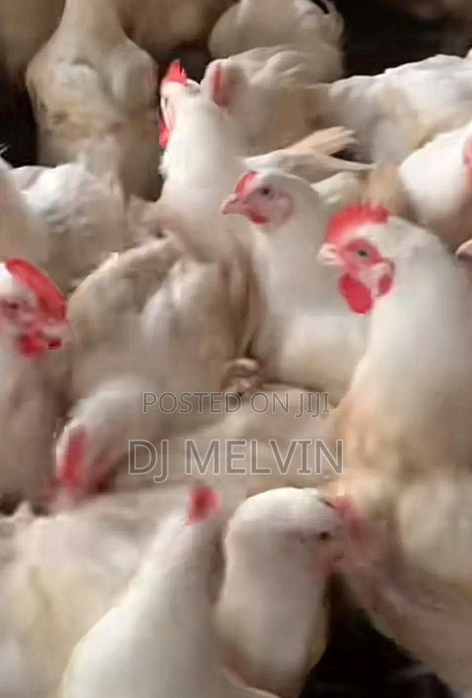 Broilers Chicken 7months Old