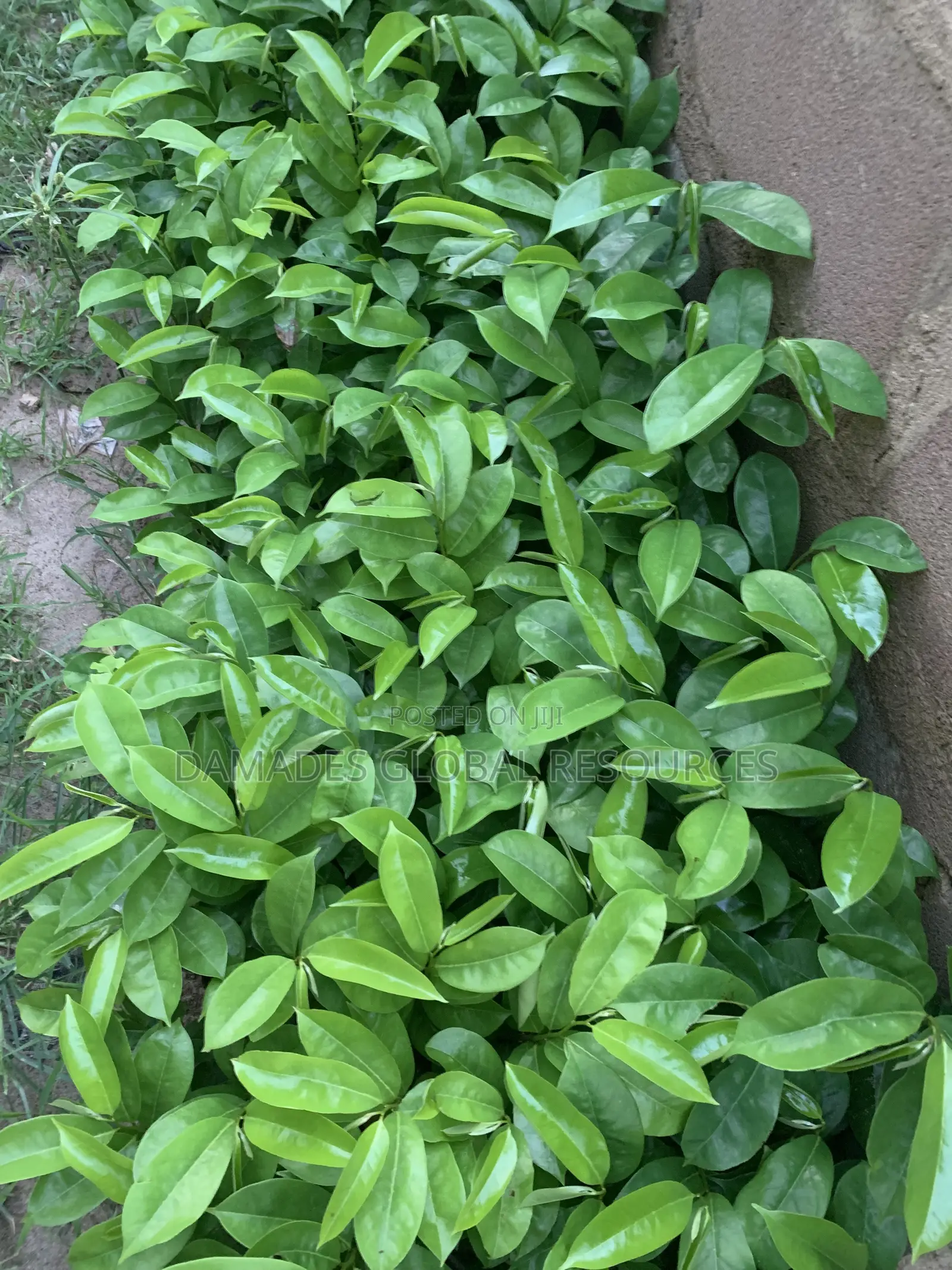 Soursop Seedling (Hybrid and Early Maturing)