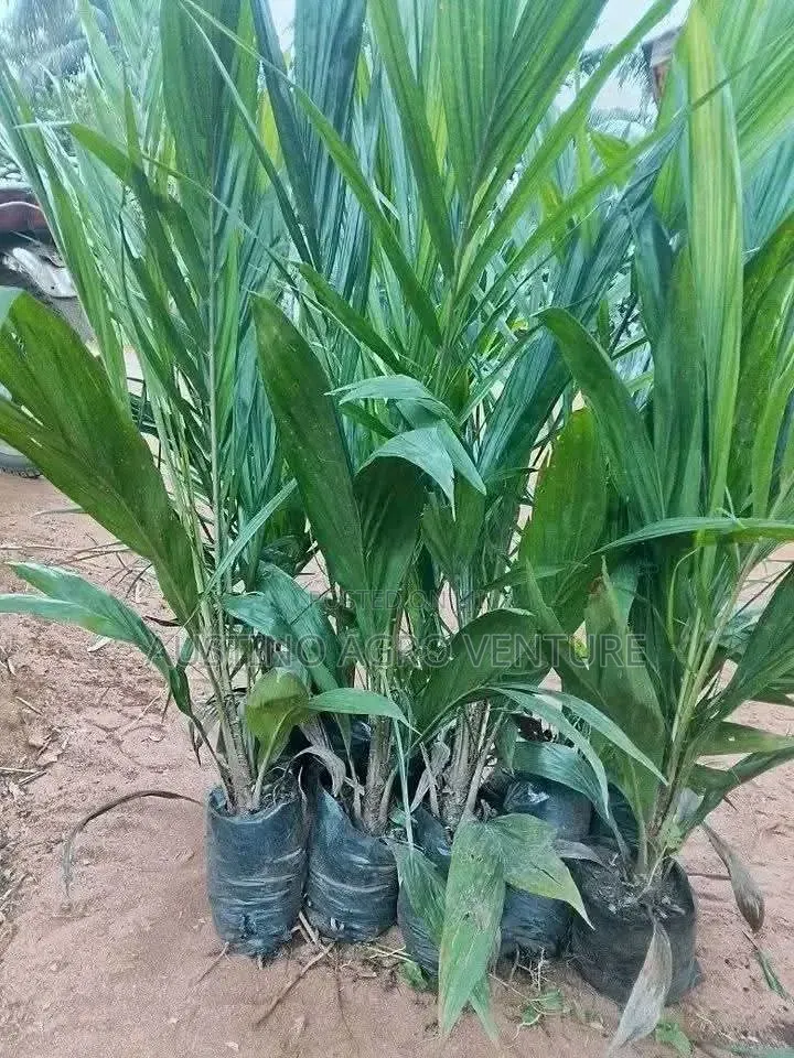 Hybrid Tenera Oil Palm Seedlings