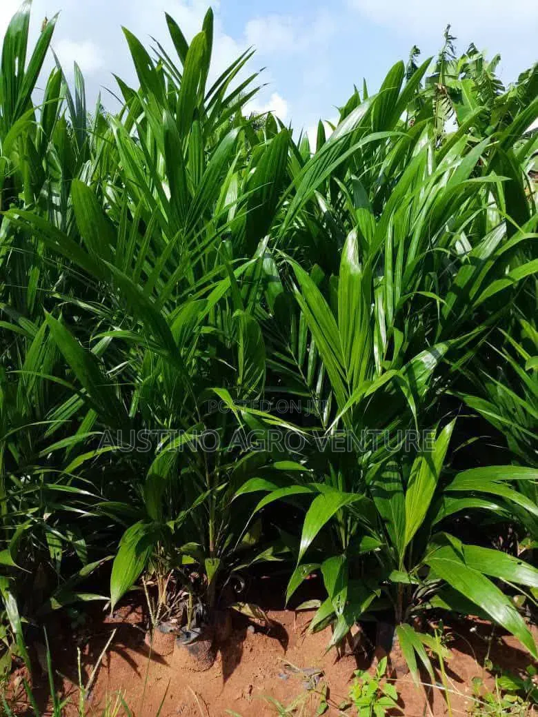 Hybrid Tenera Oil Palm Seedlings