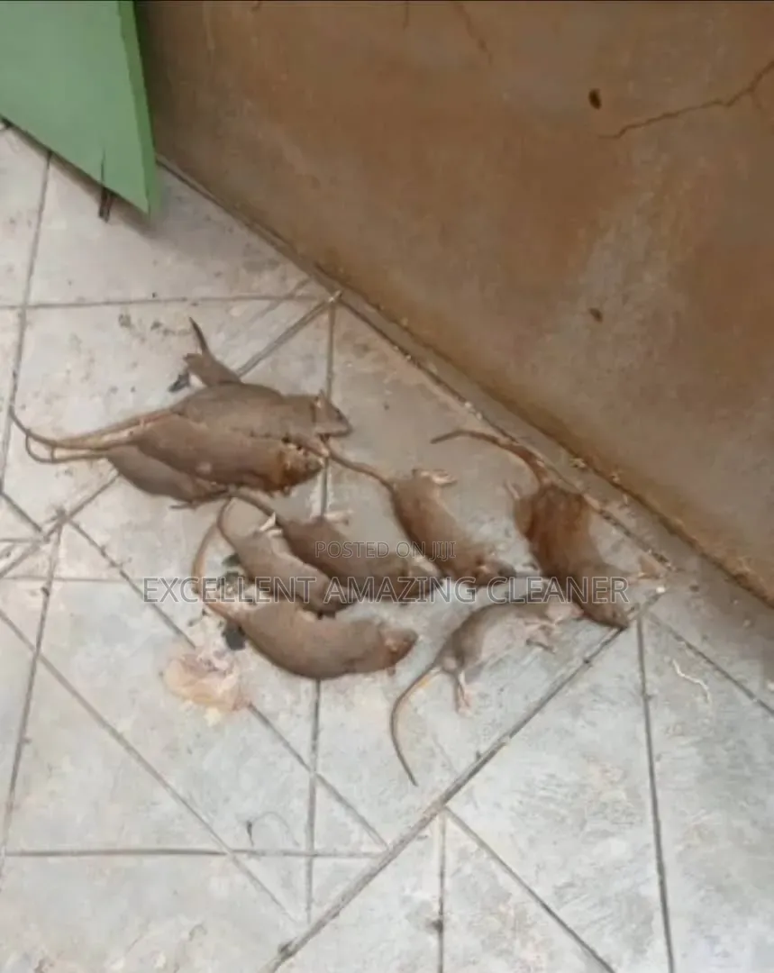 Cleaning and Fumigation Service