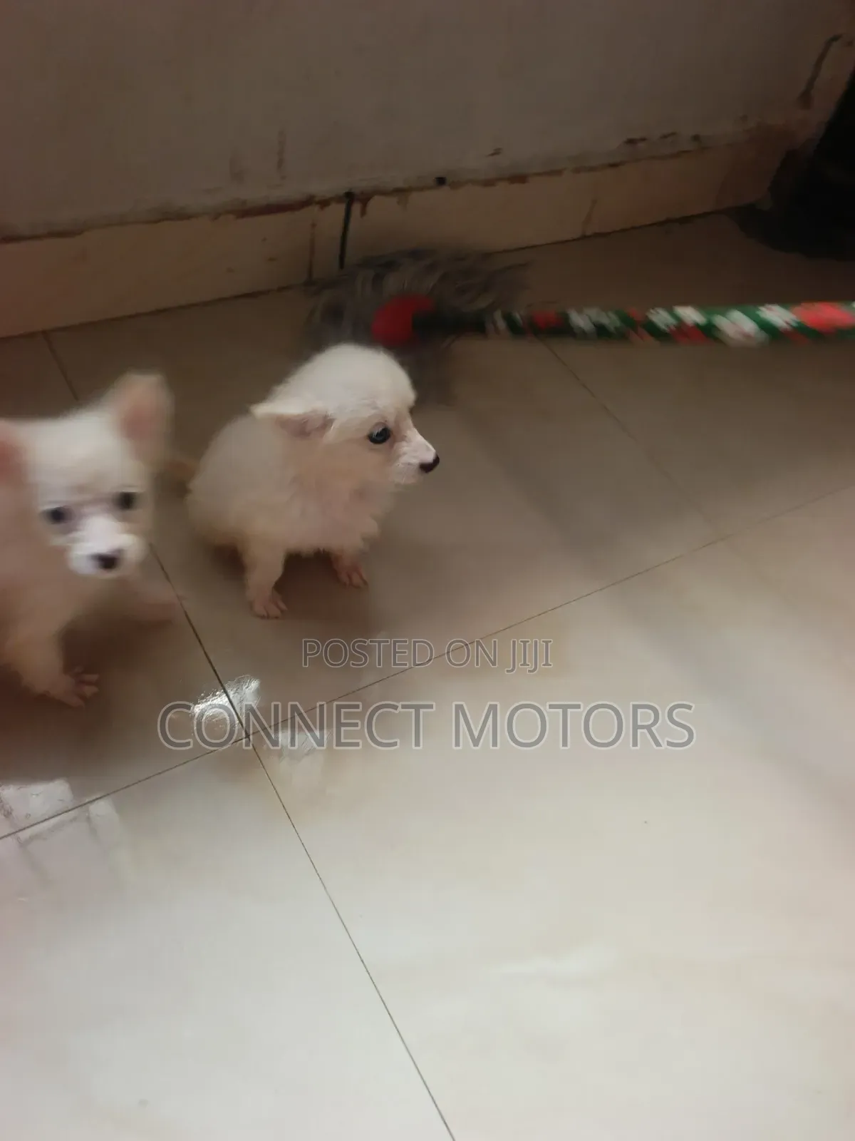 1-3 months Male Purebred American Eskimo