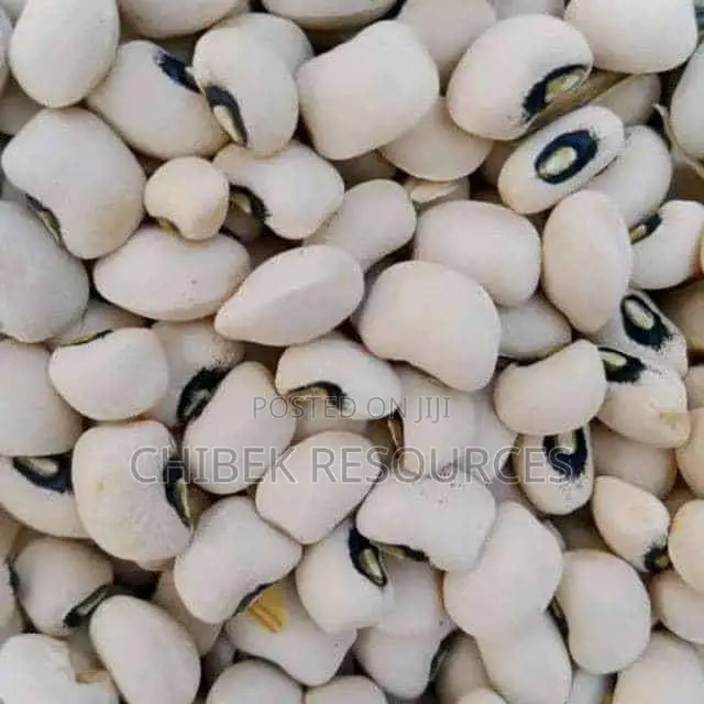 30 Big Painta Iron White Beans
