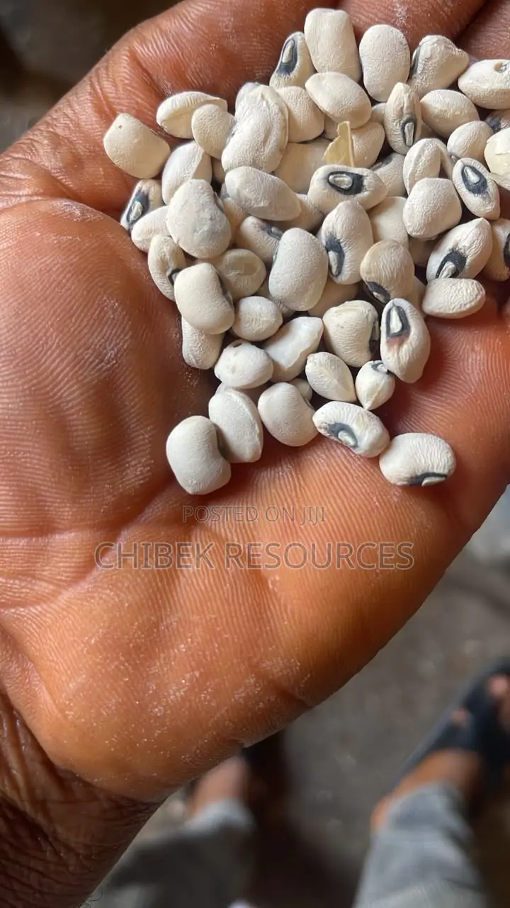 30 Big Painta Iron White Beans