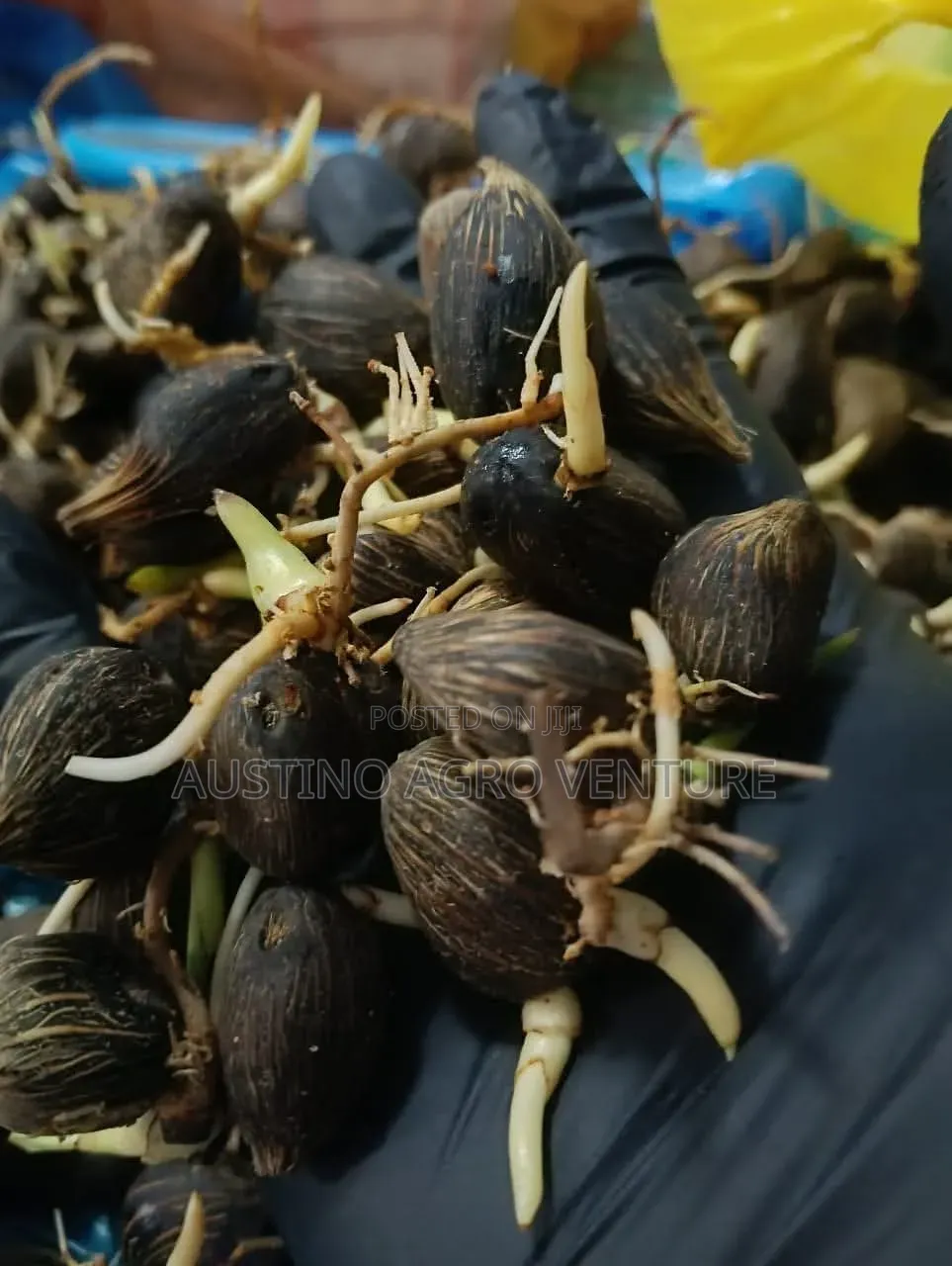 Malaysia Supergen Sprouted Palm Seeds