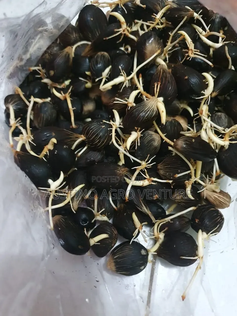 Malaysia Supergen Sprouted Palm Seeds