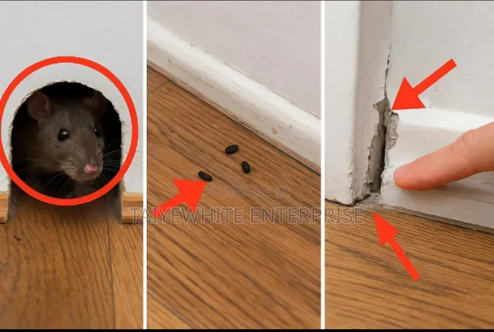 Rat Control and Fumigation