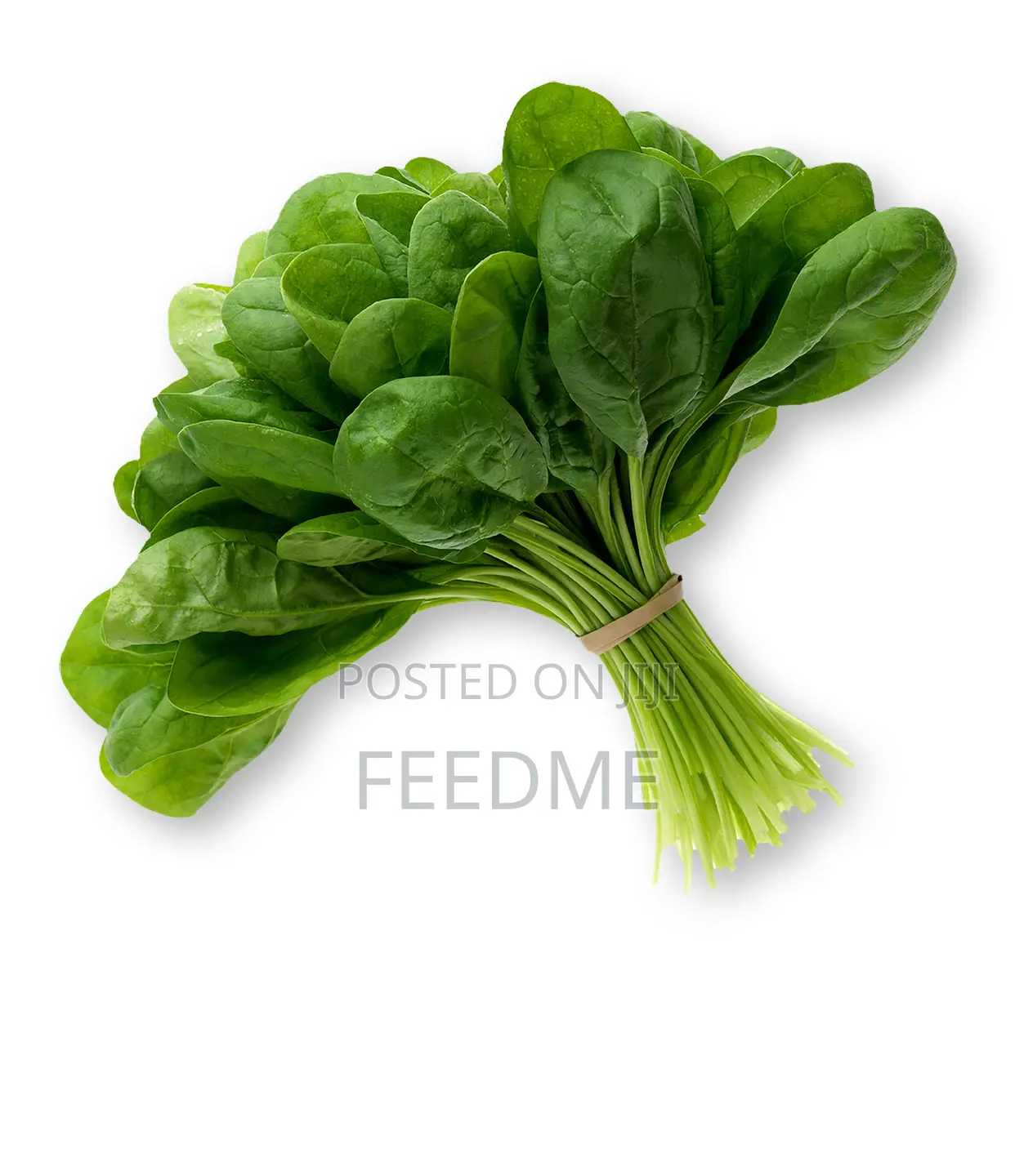 Fresh Spinach