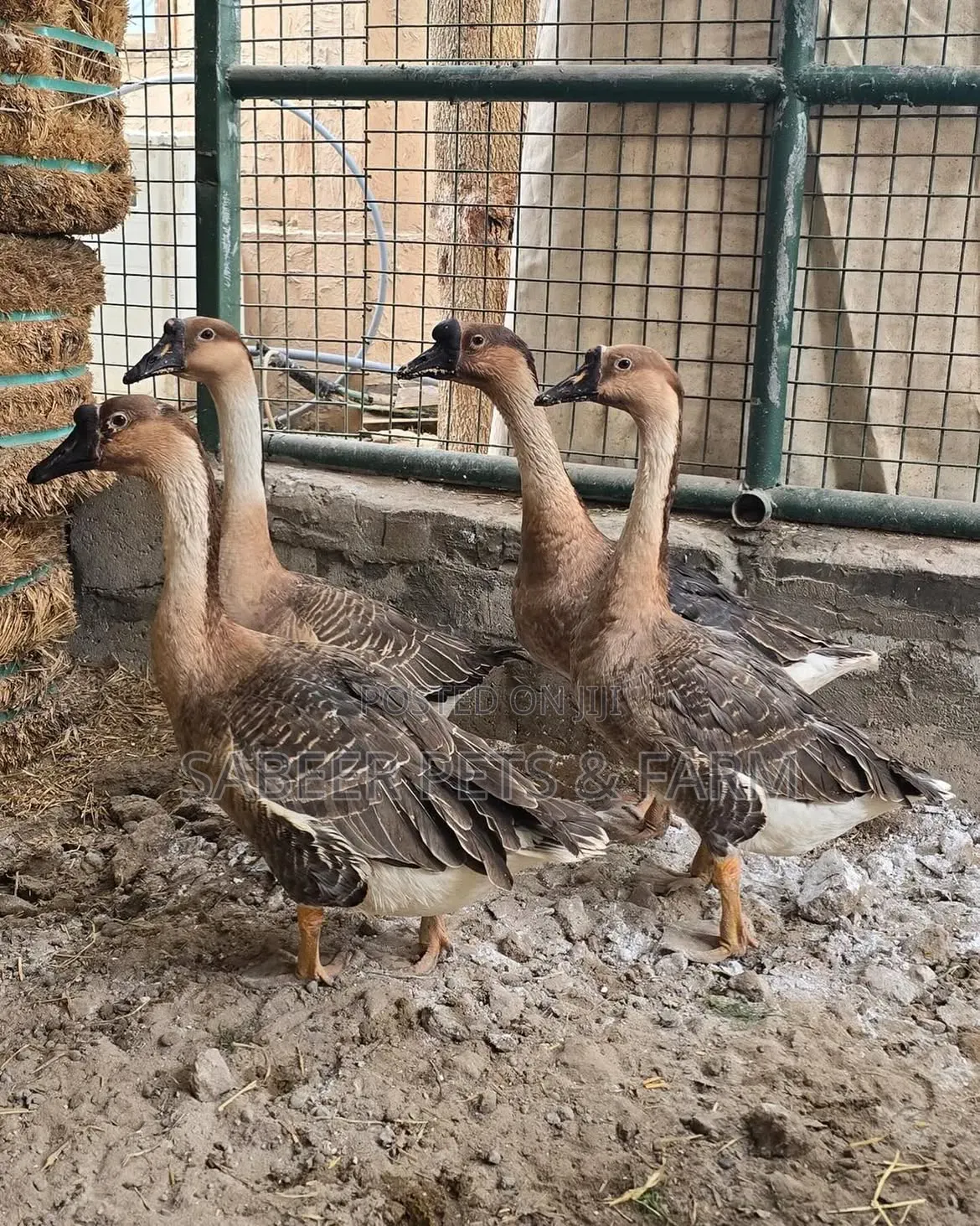 Healthy Pure Chinese Geese – Fast Growing Affordable