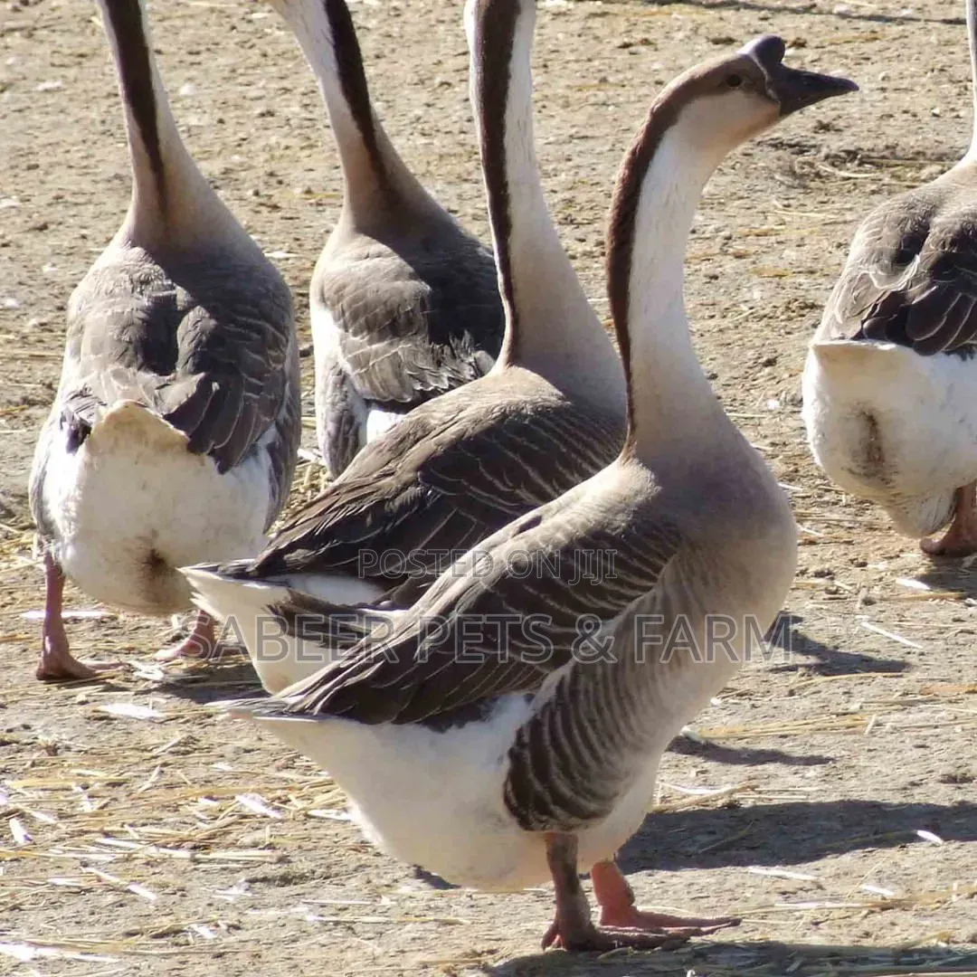 Healthy Pure Chinese Geese – Fast Growing Affordable