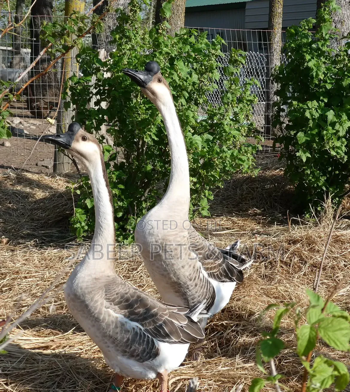 Healthy Pure Chinese Geese – Fast Growing Affordable